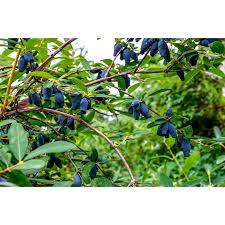 Attēlu rezultāti vaicājumam “Lonicera caerulea var. pallasii fruit”