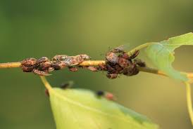 Attēlu rezultāti vaicājumam “Kleidocerys resedae”