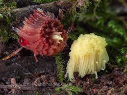 Attēlu rezultāti vaicājumam “Stemonitis flavogenita”