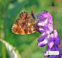 Attēlu rezultāti vaicājumam “Brenthis ino underside”