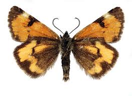 Attēlu rezultāti vaicājumam “Boudinotiana notha”