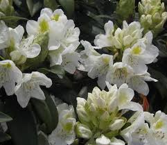 Attēlu rezultāti vaicājumam “Rhododendron catawbiense flower”