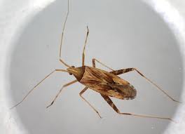 Attēlu rezultāti vaicājumam “Phytocoris varipes”