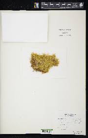 Attēlu rezultāti vaicājumam “Sanionia uncinata”