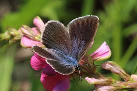 Attēlu rezultāti vaicājumam “Maculinea alcon”