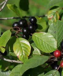 Attēlu rezultāti vaicājumam “Frangula alnus fruit”