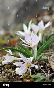 Attēlu rezultāti vaicājumam “Colchicum szovitsii subsp. szovitsii flower”