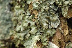 Attēlu rezultāti vaicājumam “Pleurosticta acetabulum”