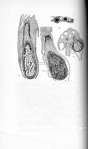 Attēlu rezultāti vaicājumam “Jungermannia sphaerocarpa sporophyte”