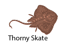 Image result for Amblyraja radiata