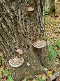 Attēlu rezultāti vaicājumam “Ganoderma applanatum”