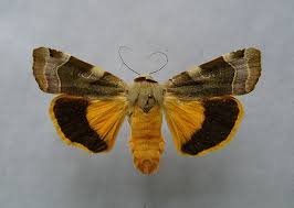 Attēlu rezultāti vaicājumam “Noctua fimbriata imago”