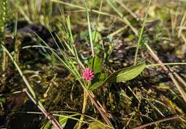 Attēlu rezultāti vaicājumam “Polygonum amphibium flower”