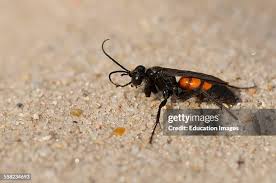 Attēlu rezultāti vaicājumam “Anoplius viaticus”