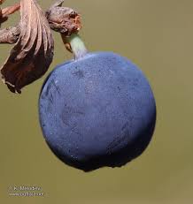 Attēlu rezultāti vaicājumam “Vaccinium uliginosum fruit”