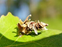 Attēlu rezultāti vaicājumam “Proutia betulina larva”
