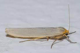 Attēlu rezultāti vaicājumam “Eilema griseola larva”