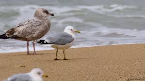 Attēlu rezultāti vaicājumam “Larus canus”