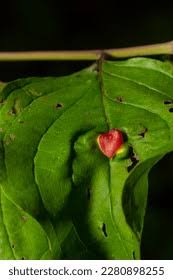 Attēlu rezultāti vaicājumam “Pontania proxima”