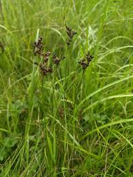 Attēlu rezultāti vaicājumam “Juncus compressus”