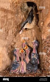 Attēlu rezultāti vaicājumam “Sitta europaea nest”