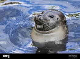 Image result for Phoca vitulina