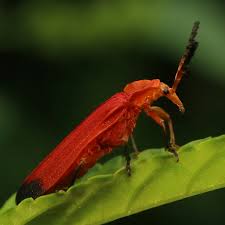 Attēlu rezultāti vaicājumam “Lycidae”