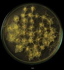 Attēlu rezultāti vaicājumam “Physarum contextum young”