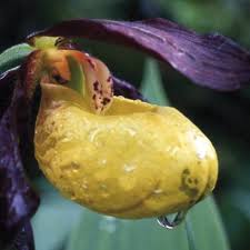 Attēlu rezultāti vaicājumam “Bryum neodamense macro”