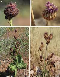 Attēlu rezultāti vaicājumam “Centaurea scabiosa fruit”