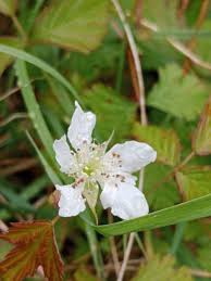 Attēlu rezultāti vaicājumam “Rubus saxatilis”