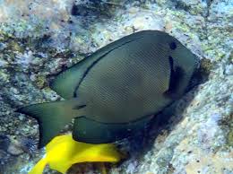 Image result for Ctenochaetus hawaiiensis