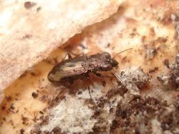 Attēlu rezultāti vaicājumam “Notiophilus biguttatus”