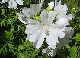 Attēlu rezultāti vaicājumam “Malva moschata alba fruit”