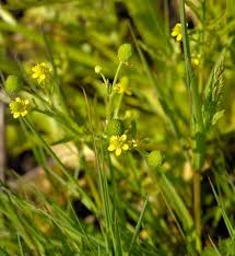 Attēlu rezultāti vaicājumam “Ranunculus sceleratus flower”