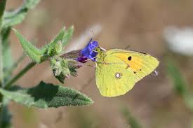 Attēlu rezultāti vaicājumam “Colias croceus underside”
