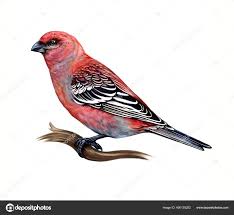 Attēlu rezultāti vaicājumam “Pinicola enucleator”