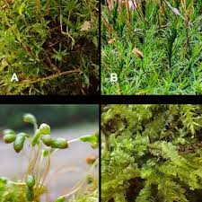 Attēlu rezultāti vaicājumam “Lophocolea coadunata”