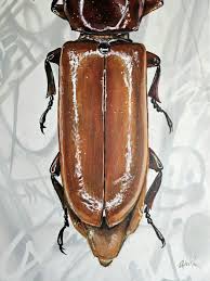 Attēlu rezultāti vaicājumam “Cerambycidae”