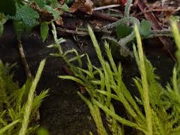 Attēlu rezultāti vaicājumam “Brachythecium salebrosum”