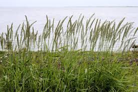 Attēlu rezultāti vaicājumam “Elytrigia repens subsp. arenosa”