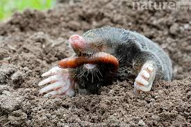 Attēlu rezultāti vaicājumam “Talpa europaea”