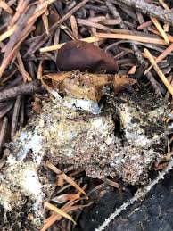 Attēlu rezultāti vaicājumam “Geastrum quadrifidum”