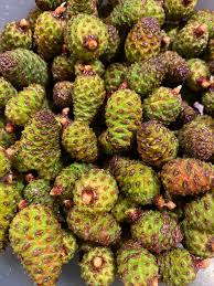 Attēlu rezultāti vaicājumam “Pinus mugo fruit”