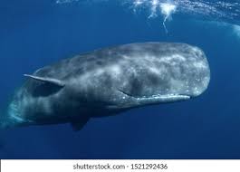 Image result for Physeter macrocephalus