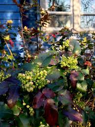 Attēlu rezultāti vaicājumam “Mahonia aquifolium”