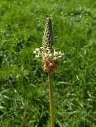 Attēlu rezultāti vaicājumam “Plantago lanceolata bud”