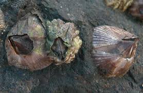 Attēlu rezultāti vaicājumam “Balanus improvisus”