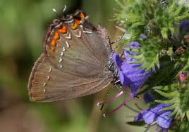 Attēlu rezultāti vaicājumam “Satyrium ilicis underside”