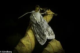 Attēlu rezultāti vaicājumam “Brachionycha nubeculosa”